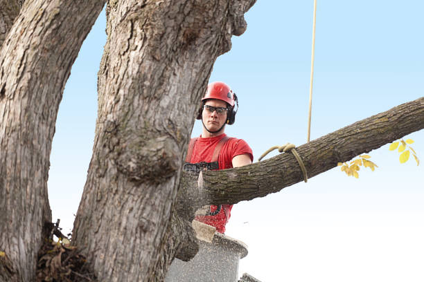 How Our Tree Care Process Works  in  Kerman, CA